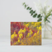 2カラフルのLogan Canyon Utahの《植物》アスペン ポストカード (スタンド正面)