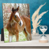 2キュートウマフォールベビーポニー フォトプラーク (側面)