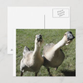 2ギザギザの鳴き声 ポストカード (正面/裏面)