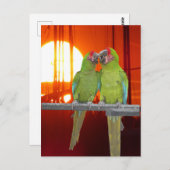 2グリーンパロットサンセットDIYポストカード ポストカード (正面/裏面)