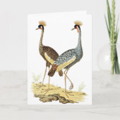 2グレークラウンドクレーンバードヴィンテージアート カード (正面)