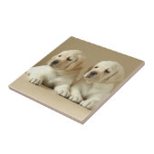 2ゴールデンラブラドール子犬 タイル (側面)