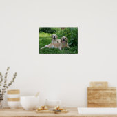 2ゴールデンレトリバーの芝生での敷設 ポスター (キッチン)