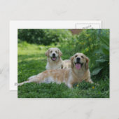 2ゴールデンレトリバーの芝生での敷設 ポストカード (正面/裏面)