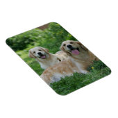 2ゴールデンレトリバーの芝生での敷設 マグネット (右側)