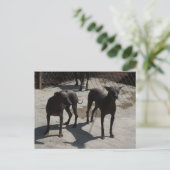 2ソロス ポストカード (スタンド正面)