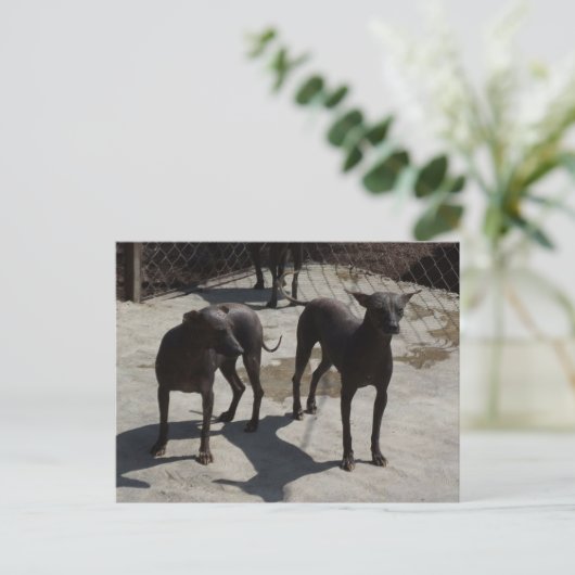 2ソロス ポストカード (スタンド正面)