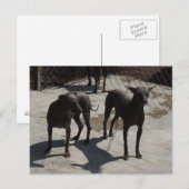 2ソロス ポストカード (正面/裏面)