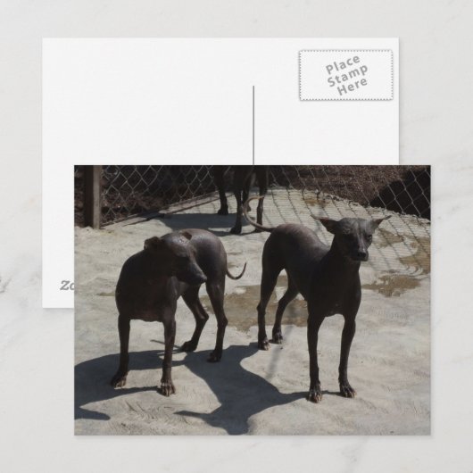 2ソロス ポストカード (正面/裏面)