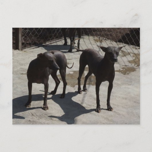 2ソロス ポストカード (正面)