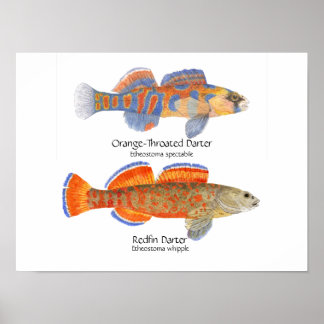 2ダーターズポスター ポスター