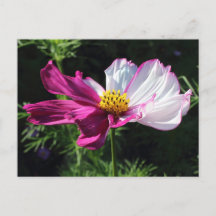 2トンのコスモス、Bute Park、カーディフ、ウェールズ