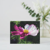 2トンのコスモス、Bute Park、カーディフ、ウェールズ ポストカード (スタンド正面)