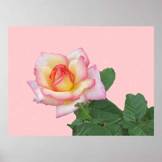 2トーンピンクローズ ポスター (正面)