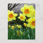 2トーン ポストカード (正面)