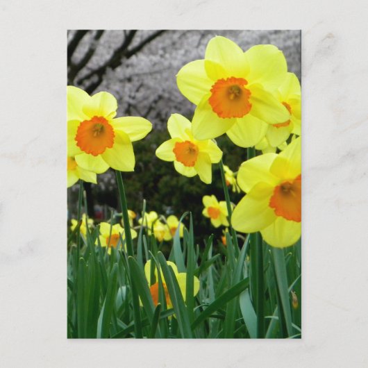 2トーン ポストカード (正面)