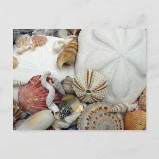 2ドルの空白のはがき ポストカード (正面)