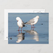 2ビーチのカモメ ポストカード (正面/裏面)