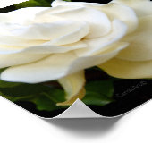 2ピュアホワイトガーデニア ポスター (角)