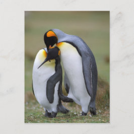 2ペンギン ポストカード