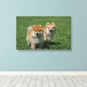 2ポメラニア犬カメラを見る キャンバスプリント (インサイチュ (ウッドフロア))