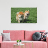 2ポメラニア犬カメラを見る キャンバスプリント (インサイチュ (リビング))