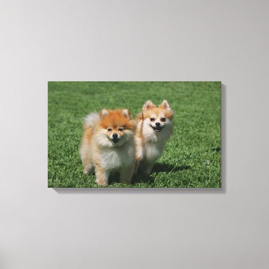 2ポメラニア犬カメラを見る キャンバスプリント (正面)