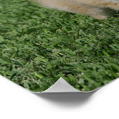 2ポメラニア犬カメラを見る ポスター (角)