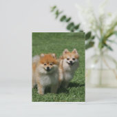 2ポメラニア犬カメラを見る ポストカード (スタンド正面)
