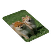 2ポメラニア犬カメラを見る マグネット (右側)
