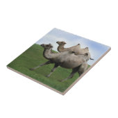 2ラクダの歩くが野生動物に登場アート写真 タイル (側面)