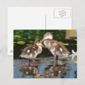 2リトルダッキー（アヒルちゃん） ポストカード (正面/裏面)