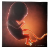 2ヶ月の胎児 タイル (正面)