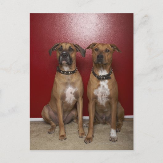 2人のアメリカのスタンフォードテリアが座っている ポストカード (正面)