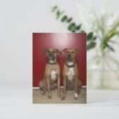 2人のアメリカのスタンフォードテリアが座っている ポストカード (スタンド正面)