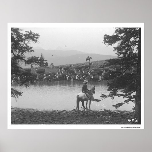 2人のカウボーイと池の牛。 ポスター (正面)