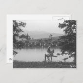 2人のカウボーイと池の牛。 ポストカード (正面/裏面)