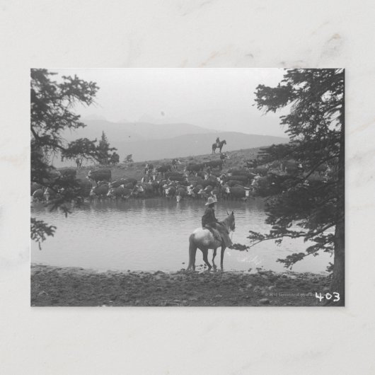 2人のカウボーイと池の牛。 ポストカード (正面)