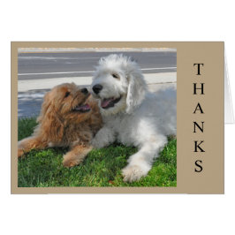 2人のゴルデンドルの子犬！