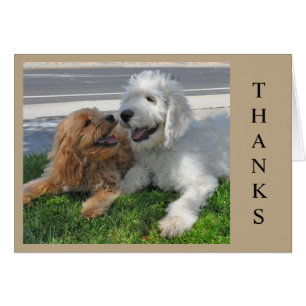 2人のゴルデンドルの子犬！