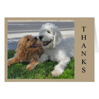 2人のゴルデンドルの子犬！