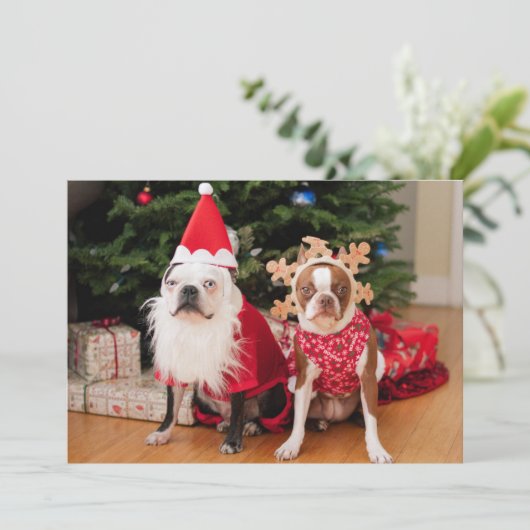 2人のボストンのテリアがクリスマスコスチューム シーズンカード (スタンド正面)