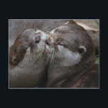 2人の可愛らしいカワウソ ポストカード<br><div class="desc">優しい瞬間を共有して目を閉じる2つの愛らしいカワウソの画像。</div>