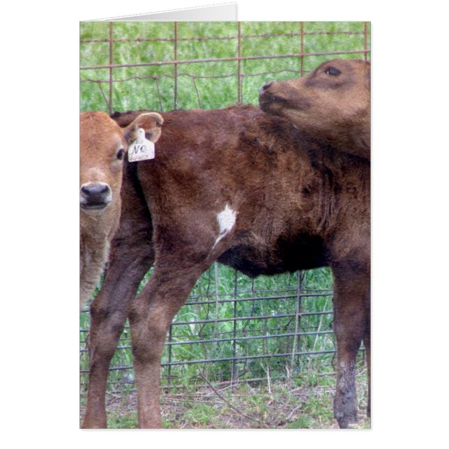 2人の小さな雌牛 (正面)