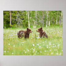 2人の若い茶色のクマの友人のポスター