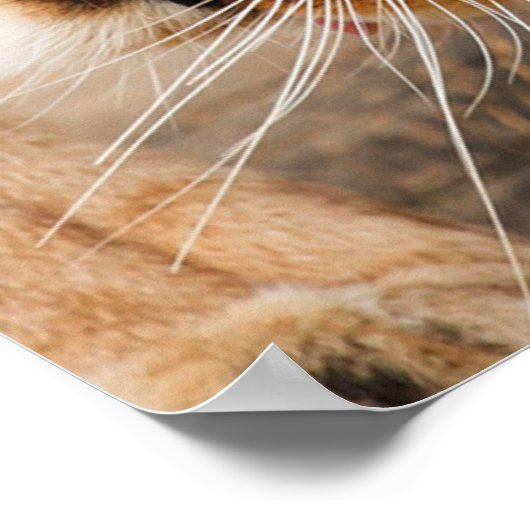 2人の雌ライオン ポスター (角)