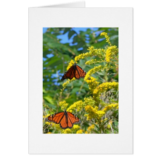 2人の（昆虫）オオカバマダラ、モナーク (正面)