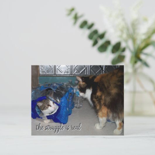 2匹おもしろいの猫が撮った「苦し実在い」 ポストカード (スタンド正面)