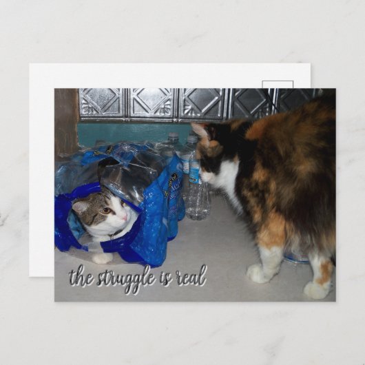 2匹おもしろいの猫が撮った「苦し実在い」 ポストカード (正面/裏面)