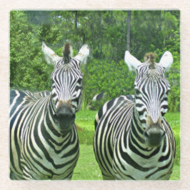 2匹のかわいいシマウマ ガラスコースター